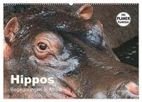 Hippos - Begegnungen in Afrika (Wandkalender 2025 DIN A2 quer), CALVENDO Monatskalender