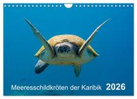 Meeresschildkröten der Karibik (Wandkalender 2026 DIN A4 quer), CALVENDO Monatskalender
