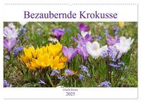 Bezaubernde Krokusse (Wandkalender 2025 DIN A2 quer), CALVENDO Monatskalender