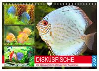 Diskusfische. Die bezaubernden Lieblinge vieler Aquarianer (Wandkalender 2026 DIN A4 quer), CALVENDO Monatskalender