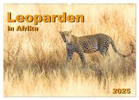 Leoparden in Afrika (Wandkalender 2025 DIN A2 quer), CALVENDO Monatskalender