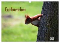 Vorderes Coverbild Eichhörnchen (Wandkalender 2025 DIN A3 quer), CALVENDO Monatskalender
