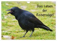 Das Leben der Rabenvögel (Wandkalender 2025 DIN A4 quer), CALVENDO Monatskalender