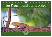 Im Regenwald von Borneo (Wandkalender 2025 DIN A4 quer), CALVENDO Monatskalender