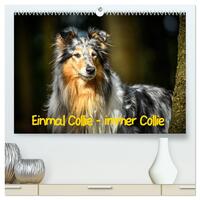 Einmal Collie - immer Collie (hochwertiger Premium Wandkalender 2026 DIN A2 quer), Kunstdruck in Hochglanz