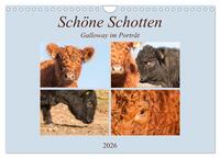 Schöne Schotten - Galloway im Porträt (Wandkalender 2026 DIN A4 quer), CALVENDO Monatskalender