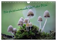 Die faszinierende Welt der Pilze (Wandkalender 2025 DIN A4 quer), CALVENDO Monatskalender