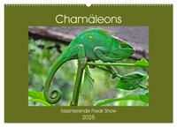 Chamäleons - faszinierende Freak Show (Wandkalender 2025 DIN A2 quer), CALVENDO Monatskalender