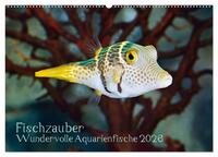Fischzauber - Wundervolle Aquarienfische (Wandkalender 2026 DIN A2 quer), CALVENDO Monatskalender