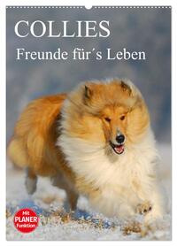 Collies - Freunde für´s Leben (Wandkalender 2026 DIN A2 hoch), CALVENDO Monatskalender