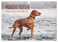 Magyar Vizsla - Ungarischer Vorstehhund (Wandkalender 2026 DIN A4 quer), CALVENDO Monatskalender