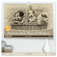 Parson Jack Russel Welpen (hochwertiger Premium Wandkalender 2025 DIN A2 quer), Kunstdruck in Hochglanz