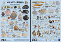 Nordsee-Strand
