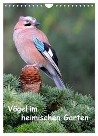 Vorderes Coverbild Vögel im heimischen Garten (Wandkalender 2026 DIN A4 hoch), CALVENDO Monatskalender