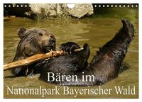 Bären im Nationalpark Bayerischer Wald (Wandkalender 2025 DIN A4 quer), CALVENDO Monatskalender