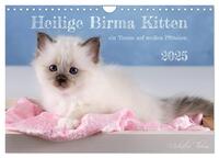 Heilige Birma Kitten - ein Traum auf weißen Pfötchen (Wandkalender 2025 DIN A4 quer), CALVENDO Monatskalender