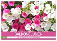 Balkonblumen. Die Blütenpracht für Blumenkästen (Wandkalender 2025 DIN A3 quer), CALVENDO Monatskalender