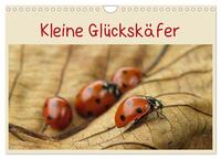 Kleine Glückskäfer (Wandkalender 2026 DIN A4 quer), CALVENDO Monatskalender