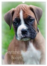 Deutsche Boxer Babys... (Wandkalender 2026 DIN A3 hoch), CALVENDO Monatskalender
