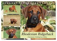 Rhodesian Ridgeback - Charmanter Dickkopf aus Afrika (Tischkalender 2025 DIN A5 quer), CALVENDO Monatskalender