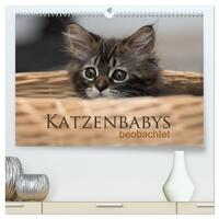 Katzenbabys beobachtet (hochwertiger Premium Wandkalender 2026 DIN A2 quer), Kunstdruck in Hochglanz