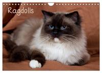 Vorderes Coverbild Ragdolls (Wandkalender 2025 DIN A4 quer), CALVENDO Monatskalender