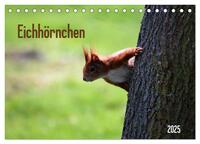 Vorderes Coverbild Eichhörnchen (Tischkalender 2025 DIN A5 quer), CALVENDO Monatskalender