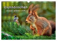 Eichhörnchen - immer wieder süß (Wandkalender 2026 DIN A3 quer), CALVENDO Monatskalender