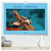 Meeres-Schnecken (hochwertiger Premium Wandkalender 2026 DIN A2 quer), Kunstdruck in Hochglanz