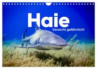 Haie - Vorsicht gefährlich! (Wandkalender 2026 DIN A4 quer), CALVENDO Monatskalender