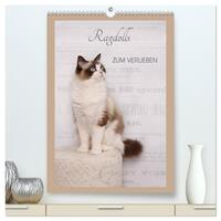 Ragdolls zum Verlieben (hochwertiger Premium Wandkalender 2026 DIN A2 hoch), Kunstdruck in Hochglanz