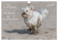 Moritz, der freche Malteser (Wandkalender 2026 DIN A4 quer), CALVENDO Monatskalender