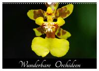 Wunderbare Orchideen (Wandkalender 2026 DIN A3 quer), CALVENDO Monatskalender