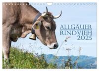 Allgäuer Rindvieh 2025 (Wandkalender 2025 DIN A4 quer), CALVENDO Monatskalender