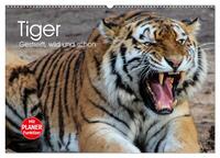 Tiger. Gestreift, wild und schön (Wandkalender 2026 DIN A2 quer), CALVENDO Monatskalender