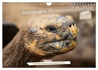 Die Riesenschildkröten der Galapagos Inseln (Wandkalender 2026 DIN A4 quer), CALVENDO Monatskalender