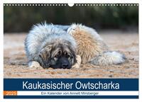 Kaukasischer Owtscharka (Wandkalender 2025 DIN A3 quer), CALVENDO Monatskalender