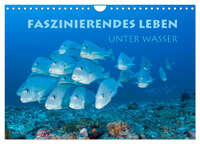 Faszinierendes Leben unter Wasser (Wandkalender 2026 DIN A4 quer), CALVENDO Monatskalender