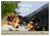 Shelties 2025 (Tischkalender 2025 DIN A5 quer), CALVENDO Monatskalender