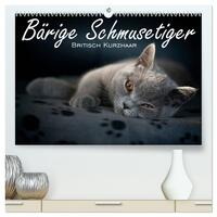 Bärige Schmusetiger - Britisch Kurzhaar (hochwertiger Premium Wandkalender 2025 DIN A2 quer), Kunstdruck in Hochglanz