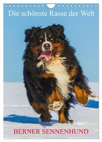 Die schönste Rasse der Welt - Berner Sennenhund (Wandkalender 2026 DIN A4 hoch), CALVENDO Monatskalender