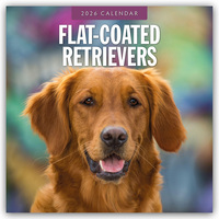 Flat-Coated Retrievers – Flat Coated Retriever 2026 – 16-Monatskalender