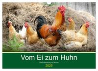 Vom Ei zum Huhn. Die Entwicklung von Küken (Wandkalender 2025 DIN A3 quer), CALVENDO Monatskalender
