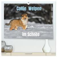 Collie Welpen im Schnee (hochwertiger Premium Wandkalender 2025 DIN A2 quer), Kunstdruck in Hochglanz