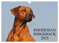 Rhodesian Ridgeback 2025 (Wandkalender 2025 DIN A4 quer), CALVENDO Monatskalender