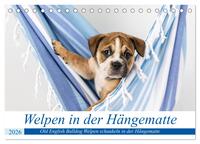 Welpen in der Hängematte (Tischkalender 2026 DIN A5 quer), CALVENDO Monatskalender