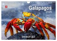 Galapagos 2025 tierisch gut (Wandkalender 2025 DIN A4 quer), CALVENDO Monatskalender