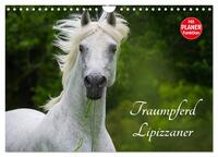 Traumpferd Lipizzaner (Wandkalender 2026 DIN A4 quer), CALVENDO Monatskalender