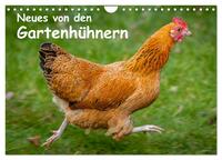 Neues von den Gartenhühnern (Wandkalender 2025 DIN A4 quer), CALVENDO Monatskalender