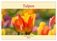 Tulpen - Feuerwerk der Farben (Wandkalender 2025 DIN A3 quer), CALVENDO Monatskalender